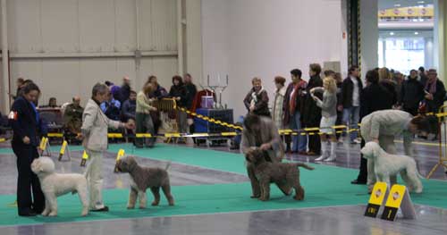 champion class males 1.jpg